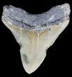 Juvenile Megalodon Tooth - North Carolina #56644-1